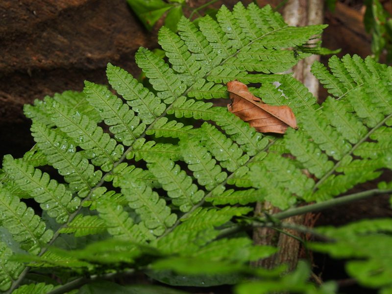 Megalastrum costipubens, photographed by Lena Struwe