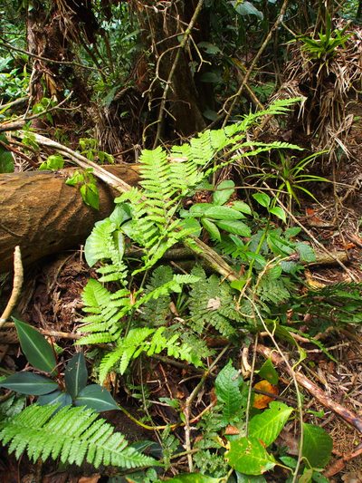 Megalastrum costipubens, photographed by Lena Struwe