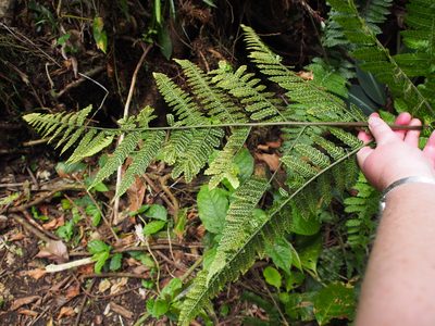 Megalastrum costipubens, photographed by Lena Struwe