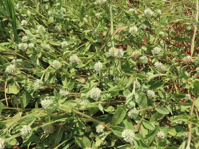 Gomphrena serrata, photographed by chiuluan
