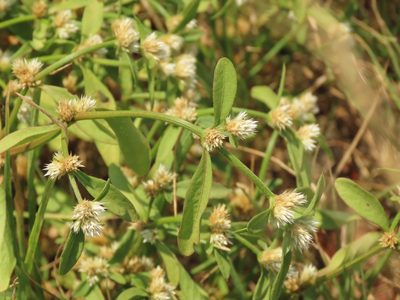 Alternanthera ficoidea, photographed by chiuluan