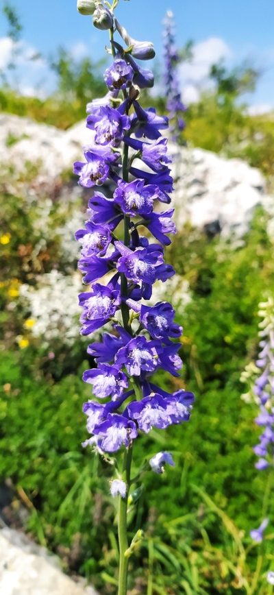 Delphinium fissum, photographed by Алексей Ябс