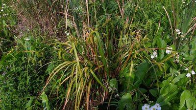 Carex comosa, photographed by Loopy30
