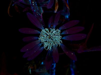 Silphium albiflorum, photographed by Michelle W. （鍾偉瑋）