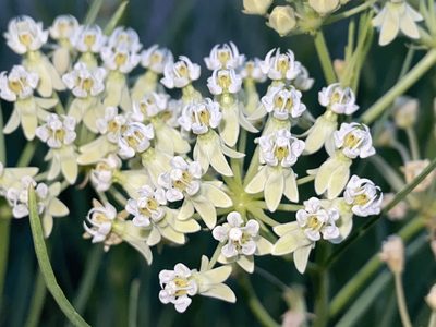 Asclepias subverticillata, photographed by Reid Hardin