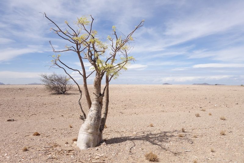Moringa ovalifolia, photographed by Thibaud Aronson