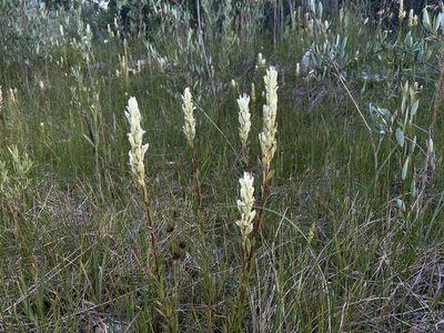 Castilleja septentrionalis, photographed by Reid Hardin