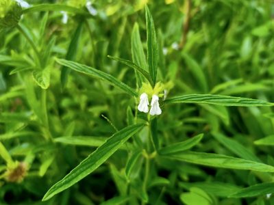 Leucas aspera, photographed by Sabarni Sarker