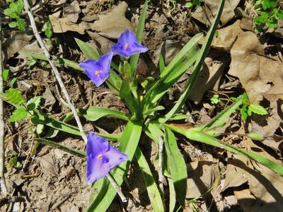 Tradescantia subacaulis, photographed by Annika Lindqvist