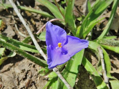 Tradescantia subacaulis, photographed by Annika Lindqvist