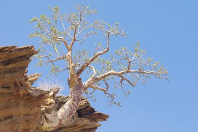 Sterculia africana, photographed by Thibaud Aronson