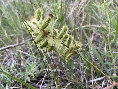 Glycyrrhiza lepidota, photographed by Reid Hardin