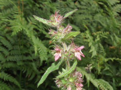 Stachys alpina, photographed by Emanuele Santarelli