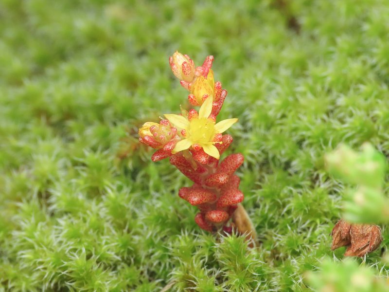 Sedum annuum, photographed by Emanuele Santarelli
