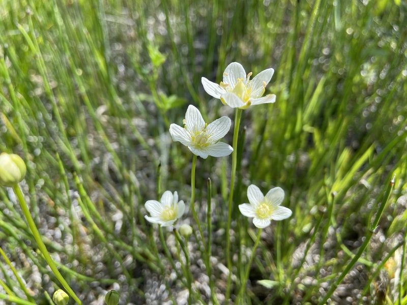 Parnassia parviflora, photographed by Reid Hardin