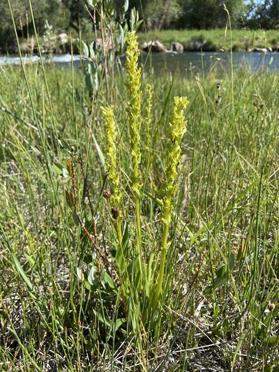 Platanthera tescamnis, photographed by Reid Hardin