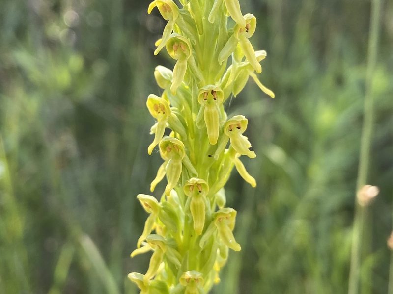 Platanthera tescamnis, photographed by Reid Hardin