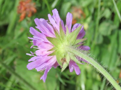 Knautia dipsacifolia, photographed by Emanuele Santarelli