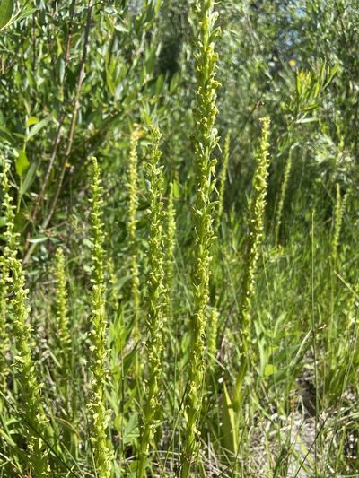 Platanthera tescamnis, photographed by Reid Hardin