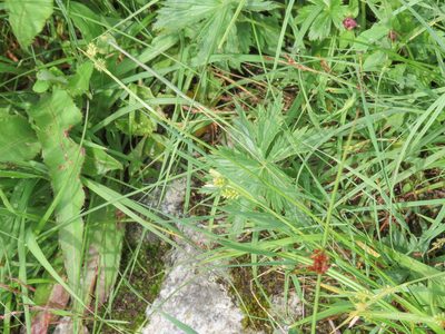 Carex pallescens, photographed by Emanuele Santarelli