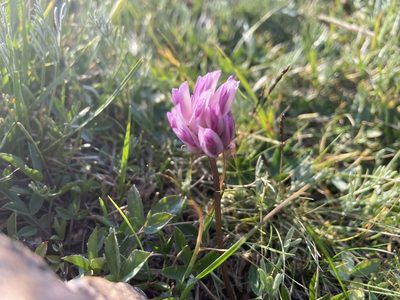 Trifolium parryi, photographed by Reid Hardin