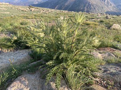Cirsium eatonii, photographed by Reid Hardin