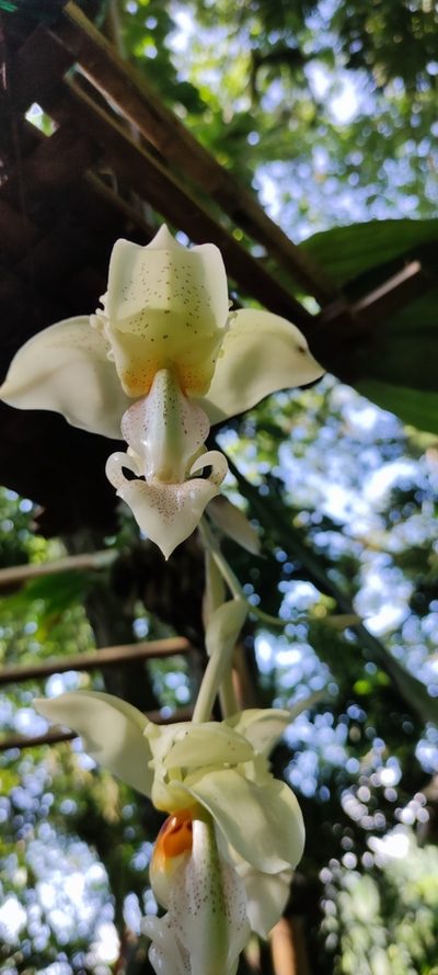Stanhopea ruckeri, photographed by J Alejandro González Castillo