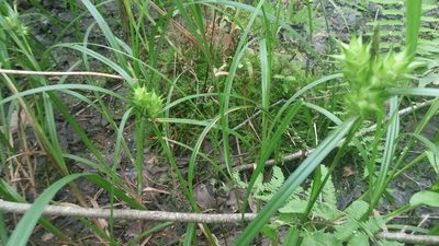 Carex lupulina, photographed by Loopy30