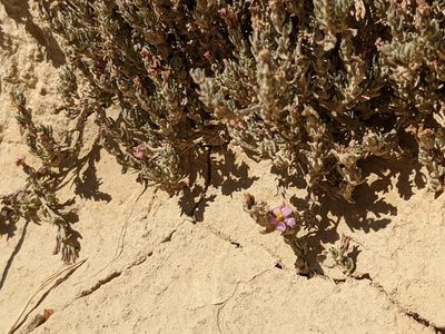 Frankenia thymifolia, photographed by Mattia Menchetti