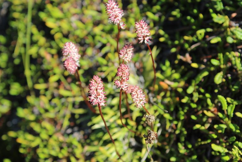 Tofieldia coccinea, photographed by nina_nesterova