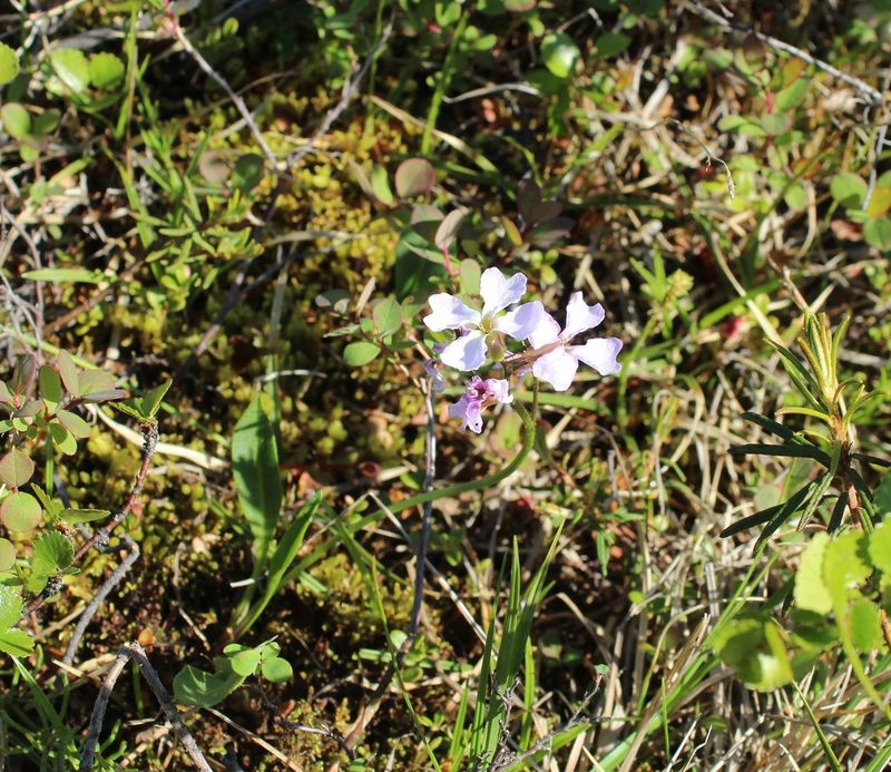 Parrya nudicaulis, photographed by nina_nesterova