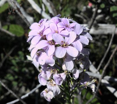 Cardamine macrophylla, photographed by nina_nesterova