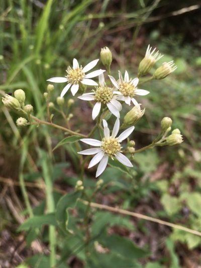 Doellingeria infirma, photographed by Becky Dill