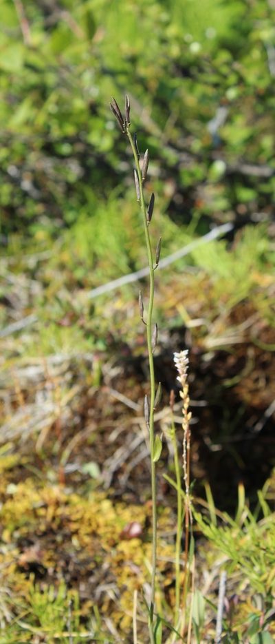 Eutrema edwardsii, photographed by nina_nesterova