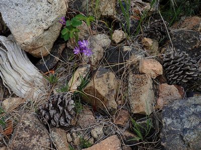 Dichelostemma multiflorum, photographed by John Brew
