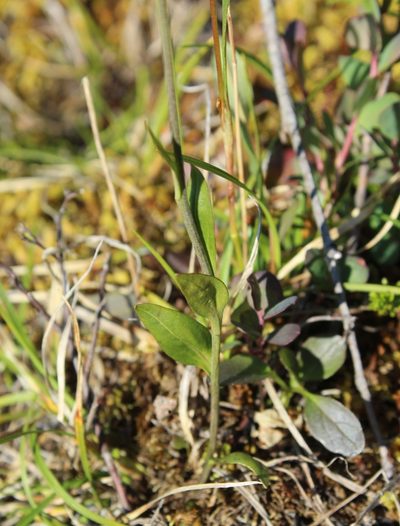 Eutrema edwardsii, photographed by nina_nesterova