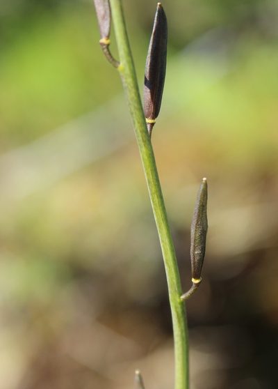Eutrema edwardsii, photographed by nina_nesterova