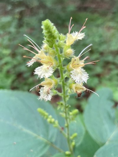 Collinsonia anisata, photographed by lejones417