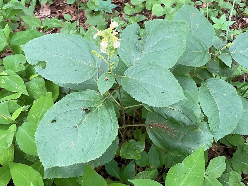 Collinsonia anisata, photographed by lejones417