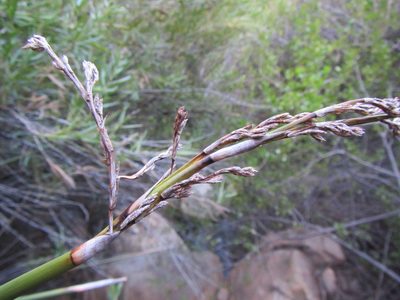 Pseudoschoenus inanis, photographed by douglaseustonbrown