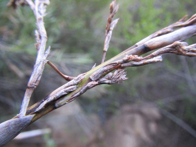 Pseudoschoenus inanis, photographed by douglaseustonbrown