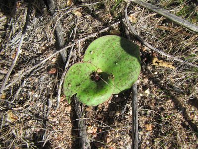 Massonia depressa, photographed by douglaseustonbrown