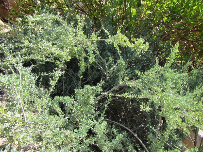 Antizoma miersiana, photographed by douglaseustonbrown