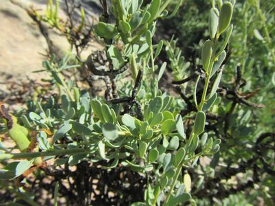 Antizoma miersiana, photographed by douglaseustonbrown