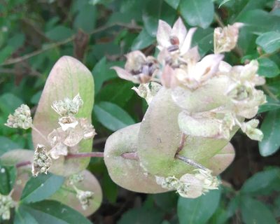 Bupleurum rotundifolium, photographed by Виктория Билоус