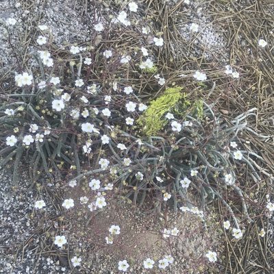 Potentilla santolinoides, photographed by Claire Elliott