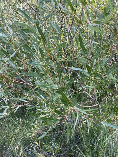 Salix lemmonii, photographed by Claire Elliott