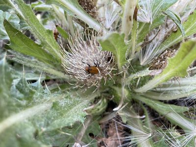 Cirsium scariosum, photographed by Claire Elliott