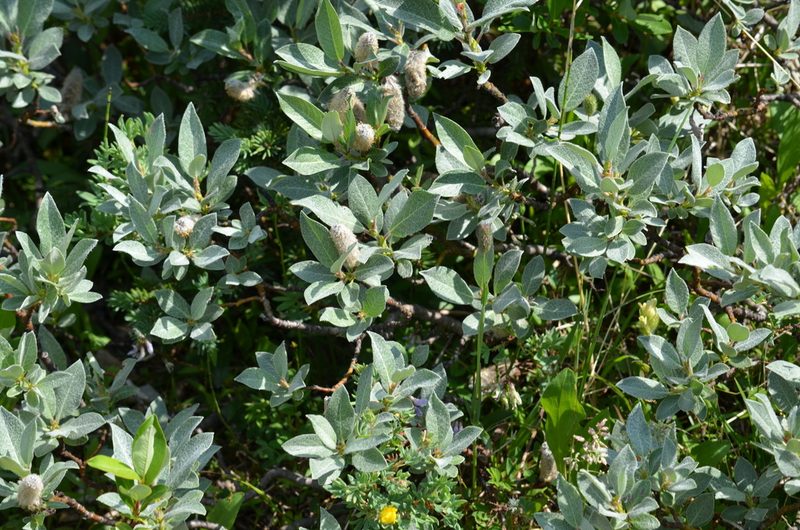 Salix barrattiana, photographed by Liam Steele