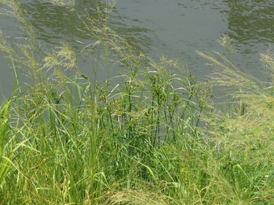 Cyperus imbricatus, photographed by chiuluan